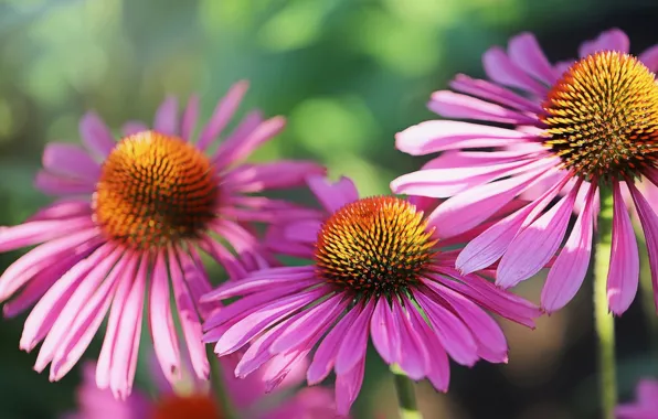 Macro, flowers, background, pink, petals, pink, rudbeckia, Echinacea
