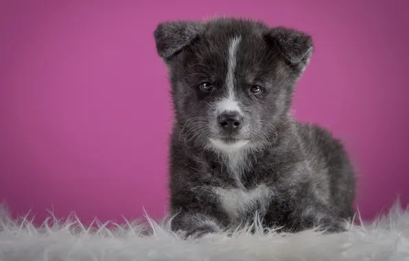 Grey, background, pink, dog, puppy, lies, fur, cutie