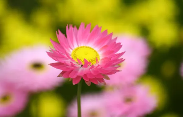 Flower, petals, stem, dahlias