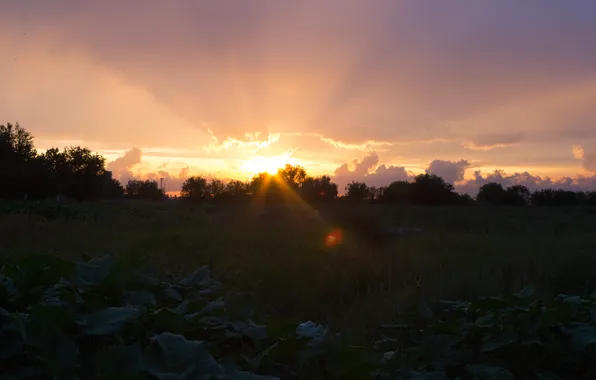 Field, summer, the sky, grass, the sun, clouds, trees, sunset