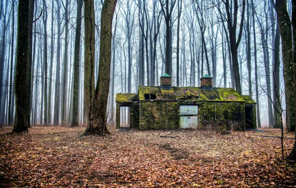 Picture forest, fog, house