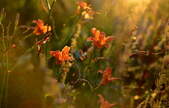 Flowers, Lily, garden, orange, bokeh