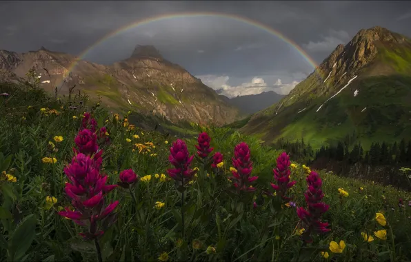 Summer, landscape, flowers, mountains, nature, view, rainbow, rainbow