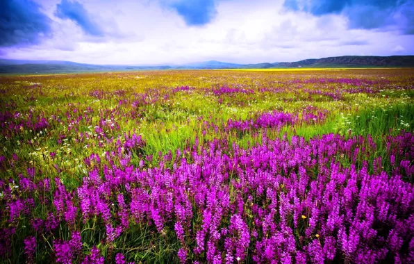 Picture the sky, flowers, mountains, clouds, meadow