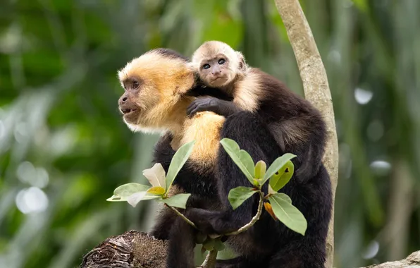 Leaves, branch, monkey, monkey, a couple, cub, monkey, mom