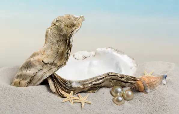 Sand, shell, pearl, starfish, sunshine, beach, sea, sand