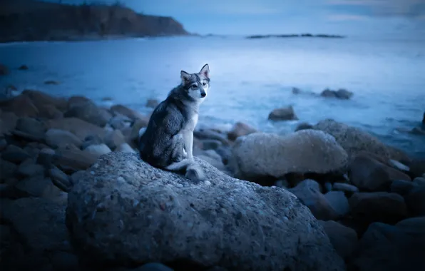 Each, shore, dog