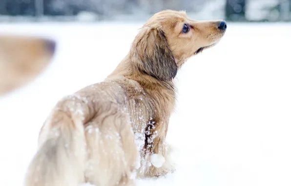 Picture snow, dog, walk
