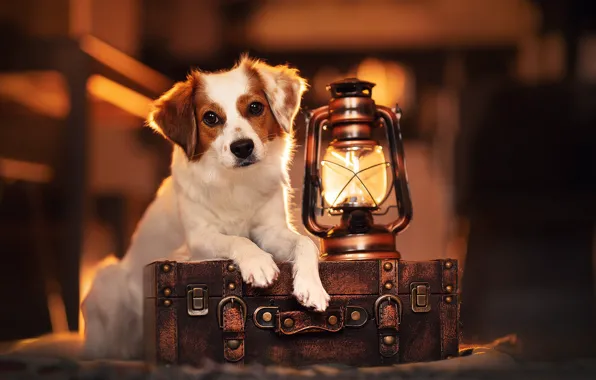 Look, lamp, dog, lantern, suitcase