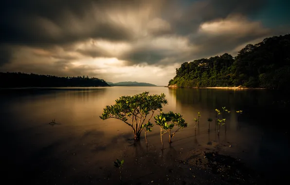 Forest, the sky, clouds, clouds, shore, the evening, twilight, pond