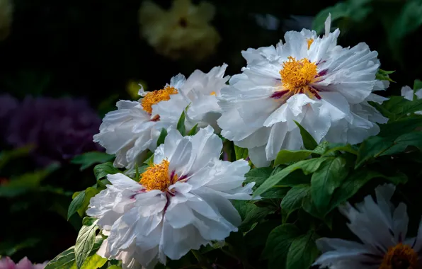 Leaves, drops, macro, flowers, Bush, garden, stamens, white