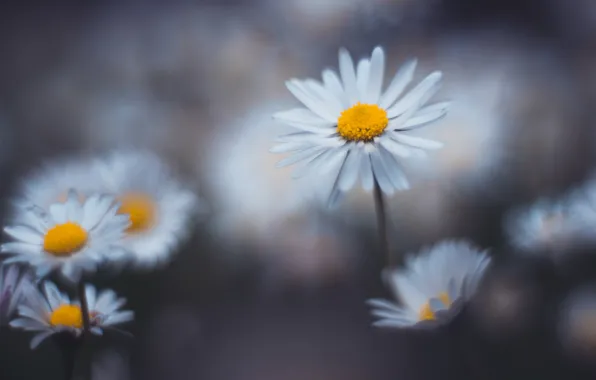 Picture flowers, background, glade, chamomile, blur, white