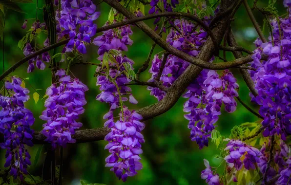 Macro, flowers, branch, inflorescence