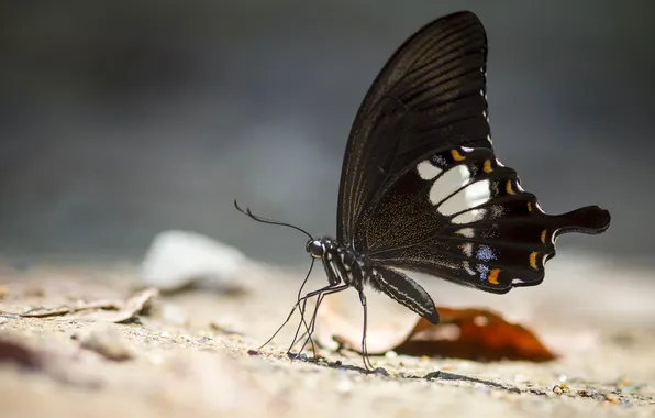 Microsemi, wings, Butterfly, insect, beautiful, closeup