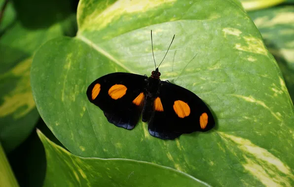 Leaves, macro, butterfly, wings, beautiful, closeup