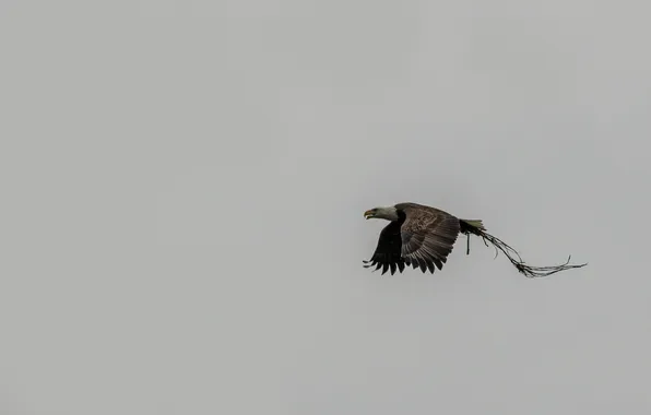 The sky, flight, wings, Bald eagle, rainy