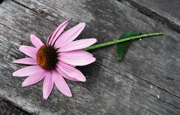 Picture flower, Daisy, pink flower