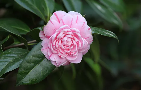 Picture leaves, buds, flowering, shrub, Camellia