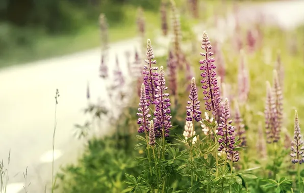 Picture road, summer, glade, plants, flowering, leaves, Lupins