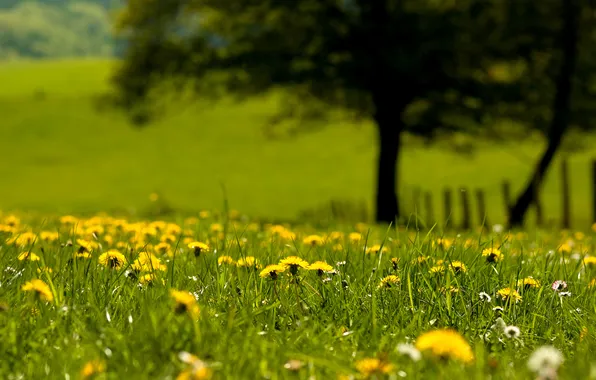 Summer, grass, flowers, dandelions, bokeh