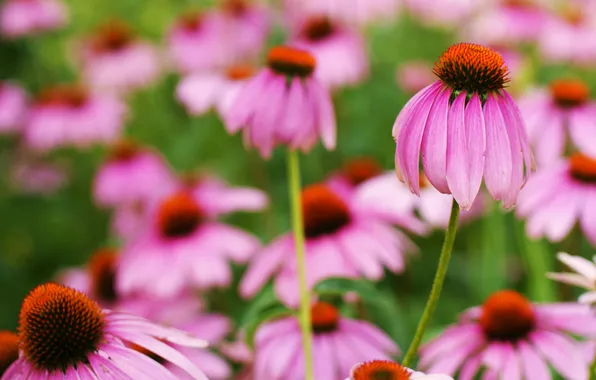 Picture field, flowers, chamomile, pink, Echinacea