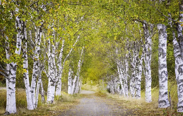 Road, summer, birch