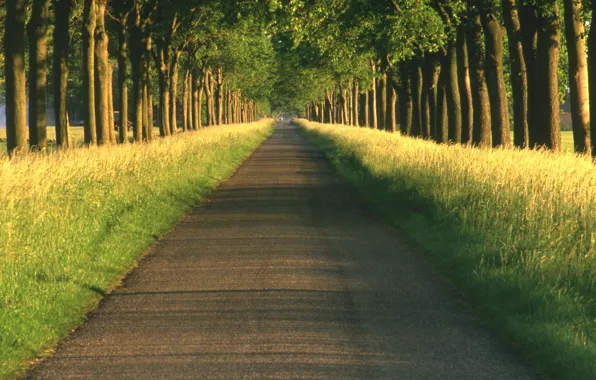 Road, nature, the way, the way, landscapes, road, alley, alley