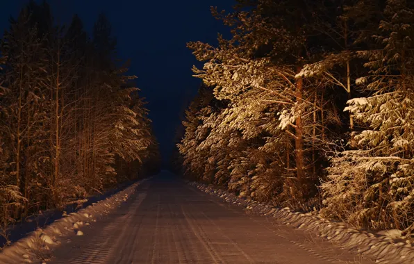 Road, forest, night