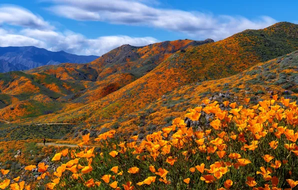 Flowers, hills, escholzia