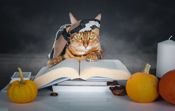Autumn, cat, cat, look, pose, pumpkin, pumpkin, Halloween