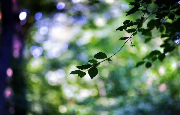 Leaves, macro, trees, green, sprig, background, tree, widescreen