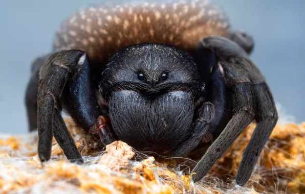 Eyes, look, macro, background, black, portrait, spider, Tarantula