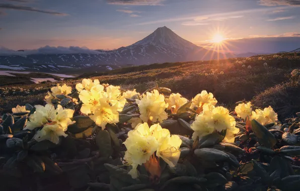 Picture the sun, rays, landscape, flowers, mountains, nature, morning, the volcano