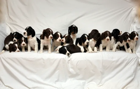 Puppies, a lot, Spaniel