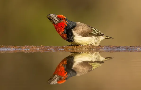 Animals, water, reflection, background, bird