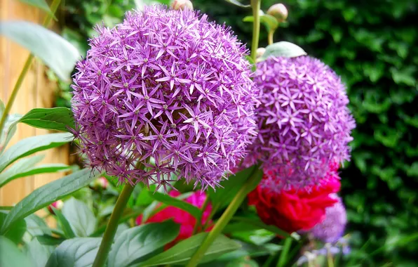 Flowers, flowers, flowers Luke, flowers bow