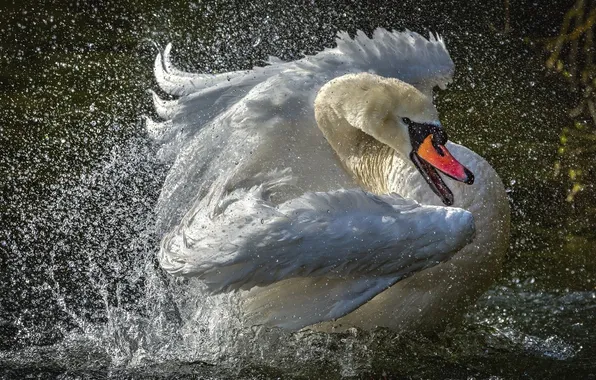 Picture squirt, swans, splashes, Swan, mute, mute