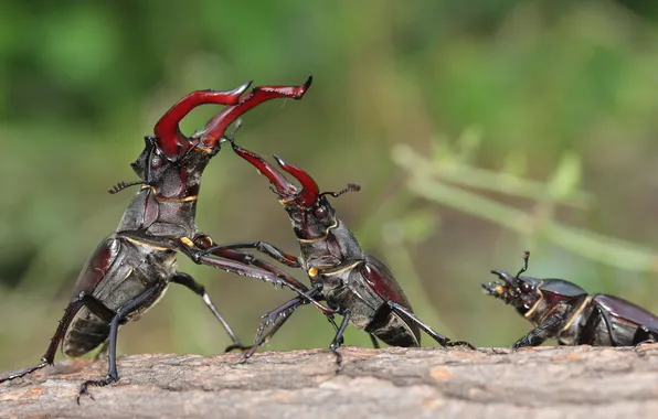 Insects, fight, female, male, stag beetle