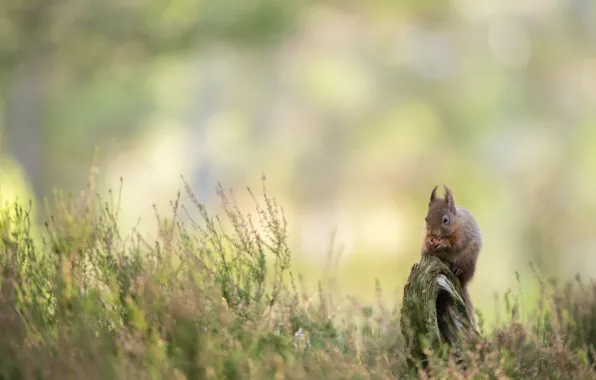 Background, glade, stump, protein, bokeh, Heather