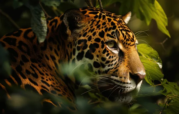 Look, face, leaves, light, thickets, portrait, Jaguar, profile