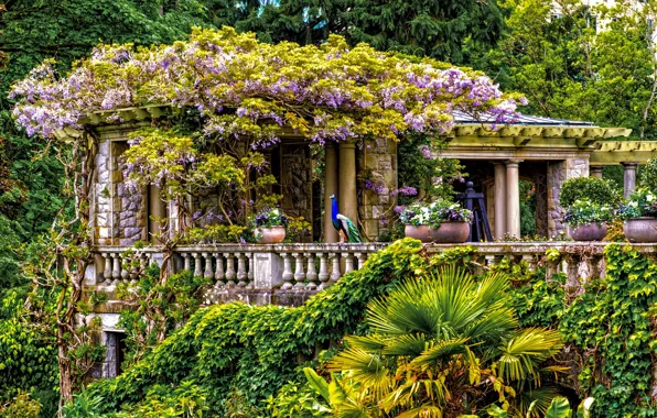 Greens, trees, flowers, Park, Canada, Vancouver, British Columbia, the bushes