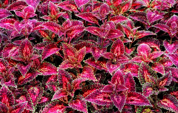 Picture leaves, nature, paint, plant, Coleus In Bloom