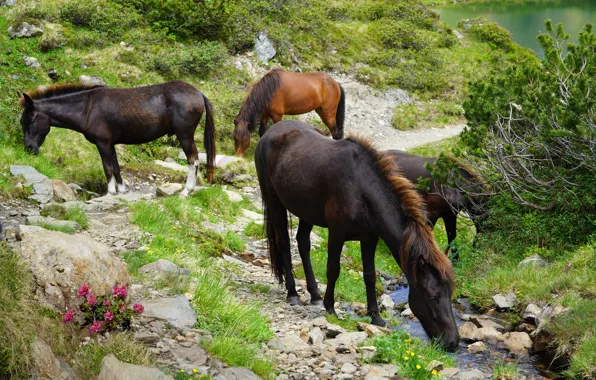 Summer, branches, shore, vegetation, horses, slope, horse, hill