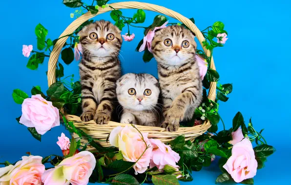Cat, look, pose, kitty, kittens, face, basket