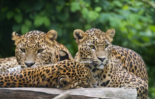 Cats, leopards, Trinity, ©Tambako The Jaguar