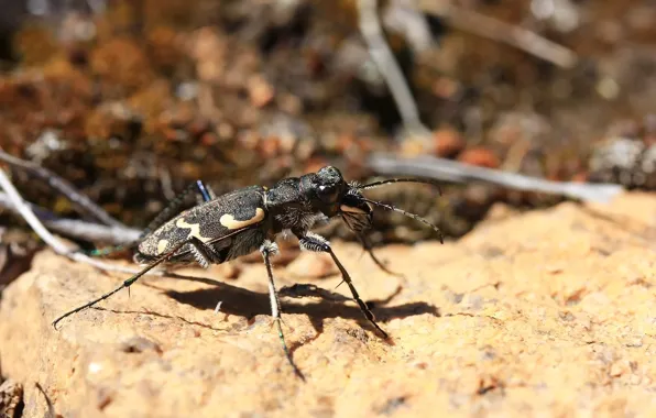 Background, beetle, insect