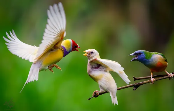 Branches, bird, Chicks, bokeh, feed, feeding, Ngo Leo