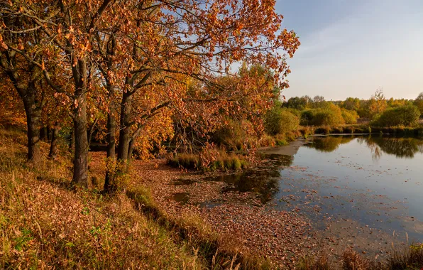 Autumn, trees, landscape, lake