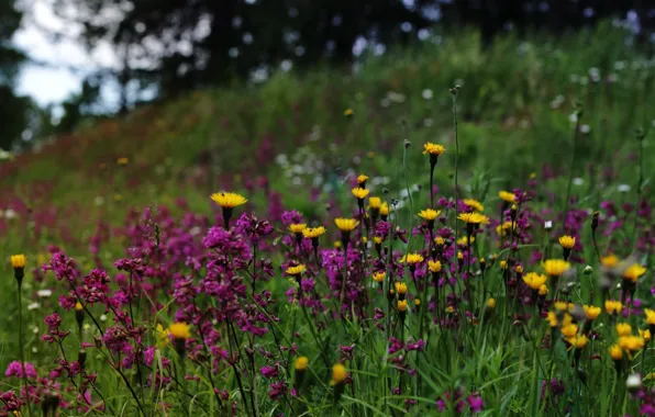 Nature, wildflowers, Finland
