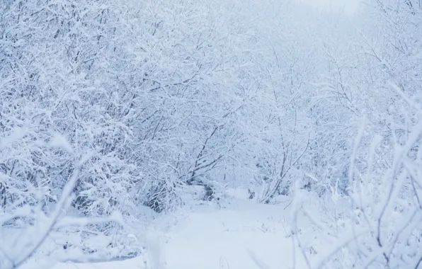 Winter, frost, forest, snow, trees, branches, nature, in the snow